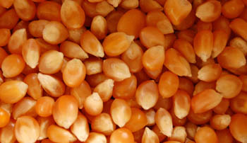 Grains